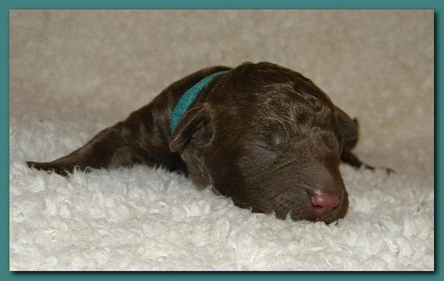 Tara Rascal pups one day old 037