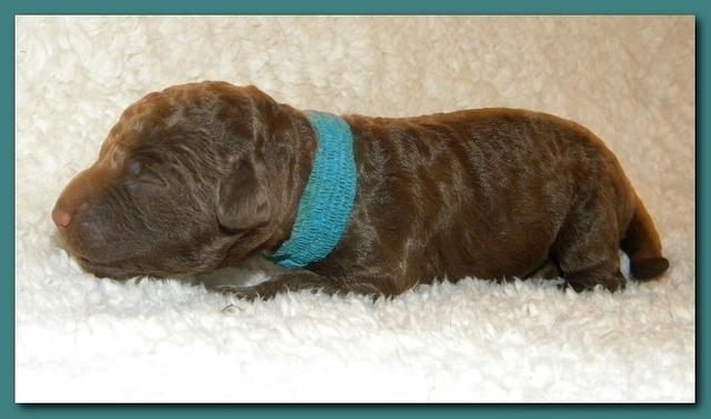 Tara Rascal pups one day old 039