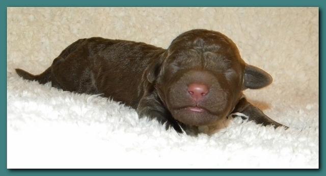 Tara Rascal pups one day old 040