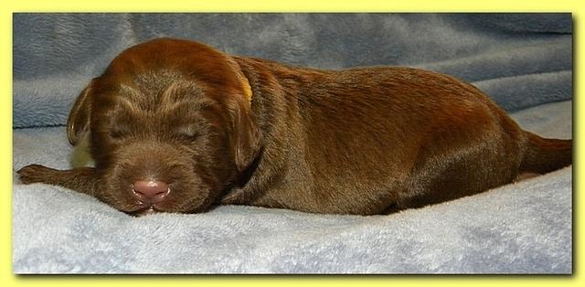 Tara Rascal puppies 1 week old 030