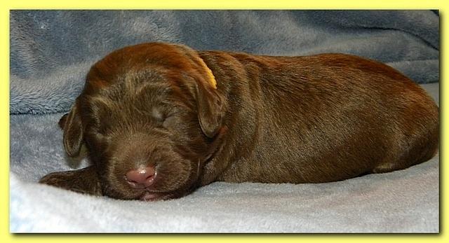 Tara Rascal puppies 1 week old 032