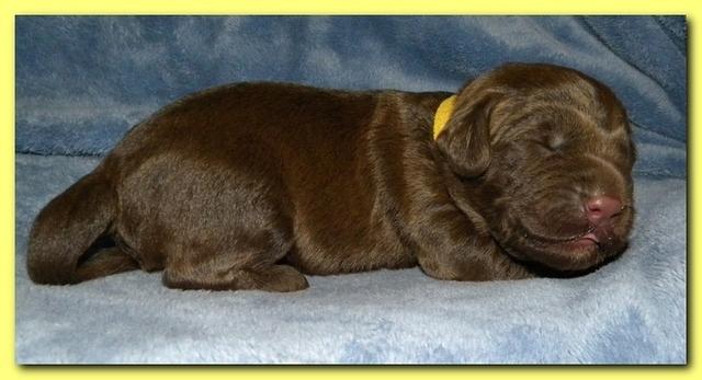 Tara Rascal puppies 1 week old 033