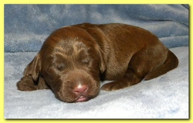 Tara Rascal puppies 1 week old 034