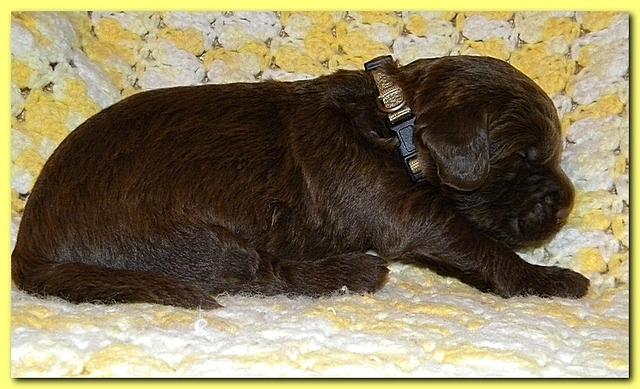 Tara Rascal puppies 2 weeks old 045