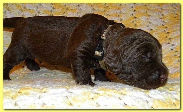 Tara Rascal puppies 2 weeks old 047