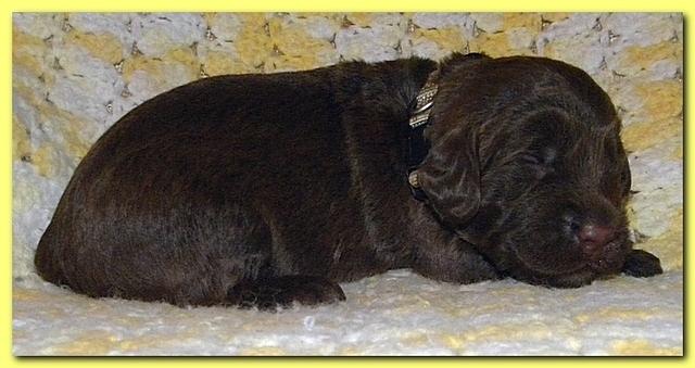 Tara Rascal puppies 2 weeks old 048