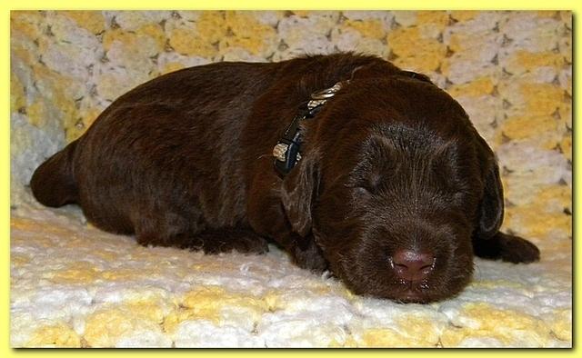 Tara Rascal puppies 2 weeks old 049