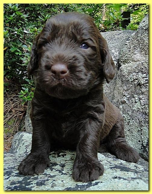 Tara Rascal puppies 3 weeks old 024