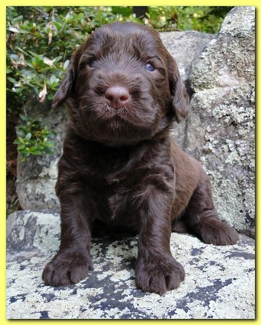Tara Rascal puppies 3 weeks old 025