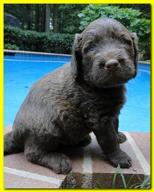 Tara Rascal puppies 4 weeks old pool wag 040