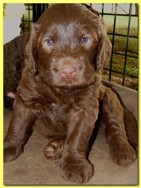 Tara Rascal puppies 4 weeks playing 029