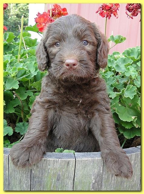 Tara Rascal puppies 5 weeks geraniums 024