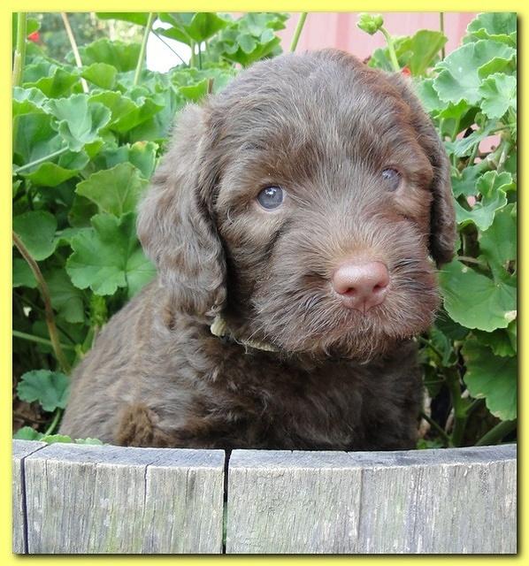 Tara Rascal puppies 5 weeks geraniums 025