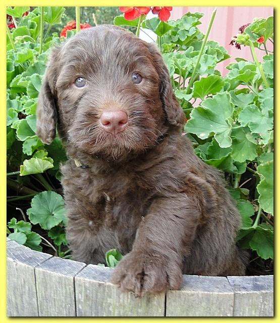 Tara Rascal puppies 5 weeks geraniums 027