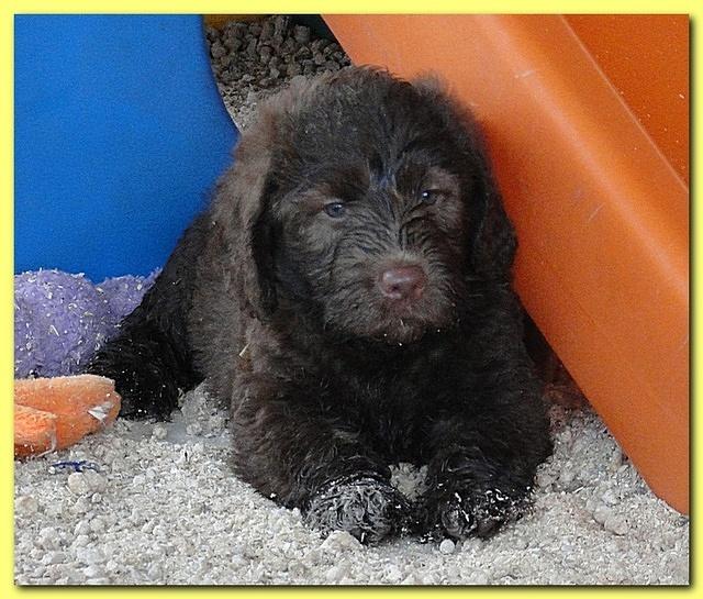 Tara Rascal puppies 6.5 weeks old early am 039