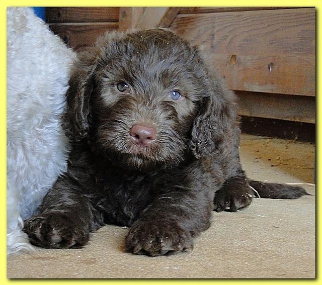 Tara Rascal puppies 6.5 weeks old early pm 007