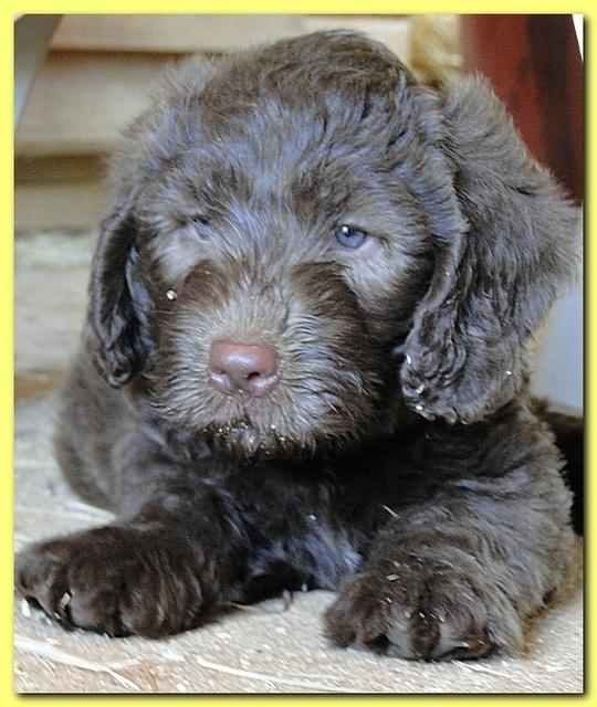 Tara Rascal puppies 6.5 weeks old early pm 014