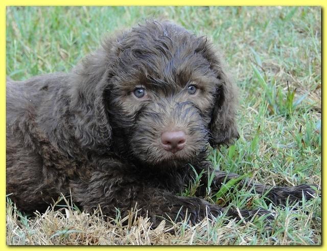 Tara Rascal puppies 7 weeks old playing 080