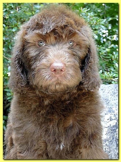 Tara Rascal puppies 8 weeks Gold 004