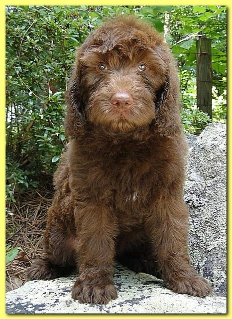 Tara Rascal puppies 8 weeks Gold 005