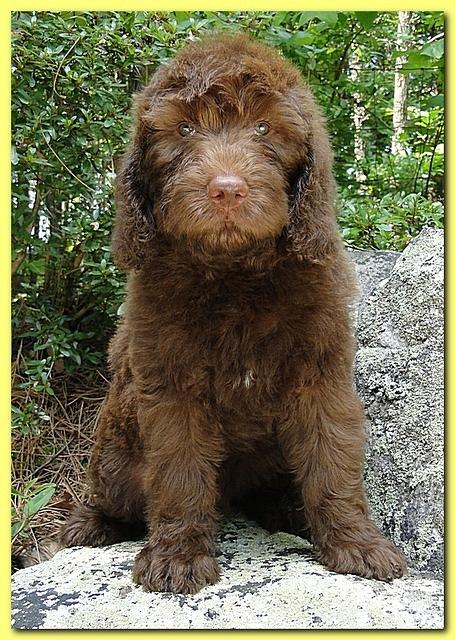Tara Rascal puppies 8 weeks Gold 007