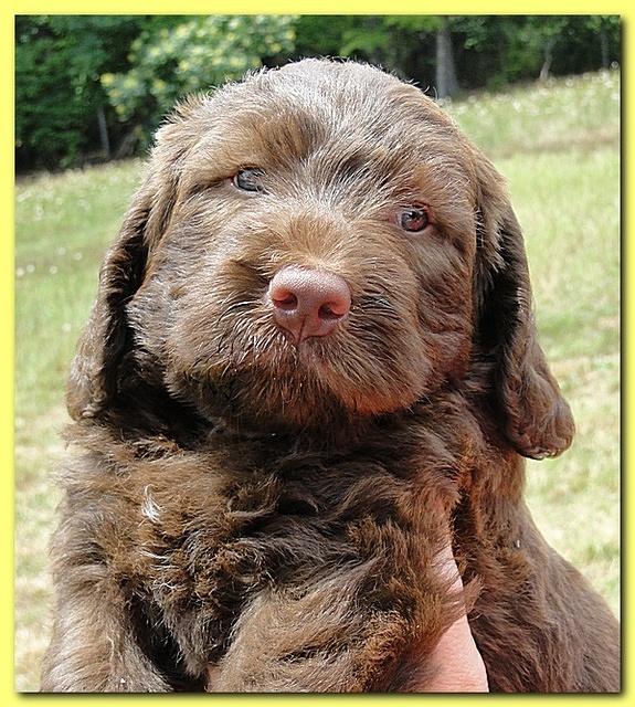 Tara Rascal puppies faces 5.8 weeks old 037