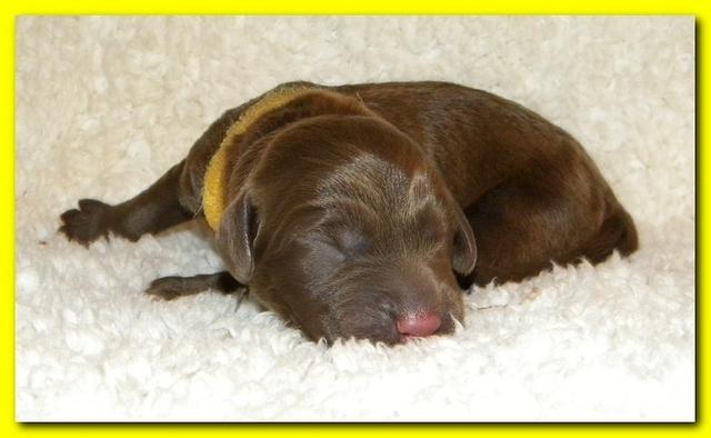 Tara Rascal pups one day old 025
