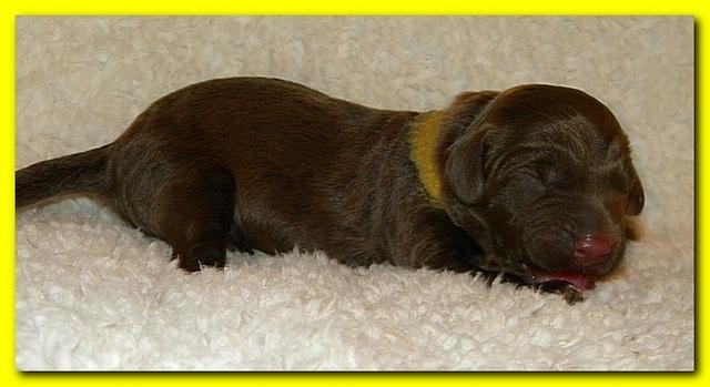 Tara Rascal pups one day old 026