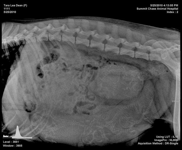 Tara RAscal preg xray 2