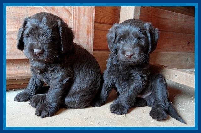 TH pups 5.5 wks old 112