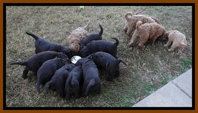 TH pups 5.5 wks old 12