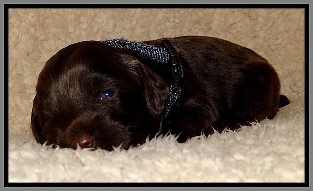 TH pups 2 wks old 311