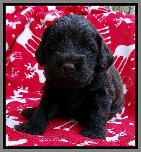 TH pups 3 wks old 261