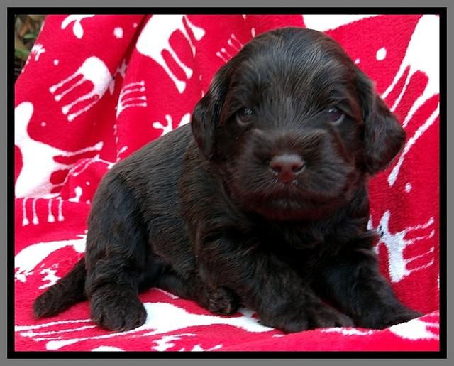 TH pups 3 wks old 271