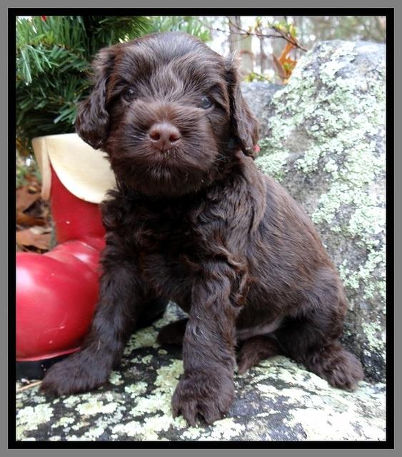 TH pups 4 wks old 331