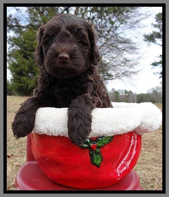 TH pups 5 weeks old 1021