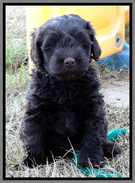 TH pups 5.5 wks old 111