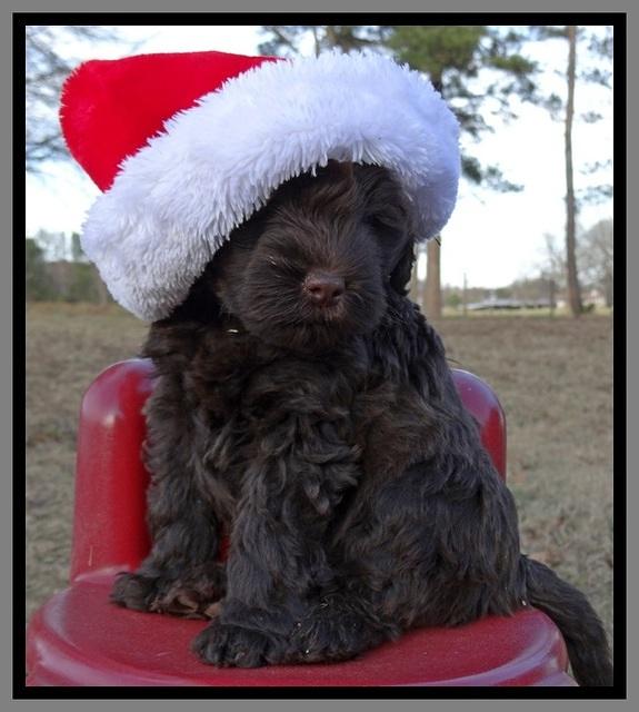 TH pups 6 wks old 221