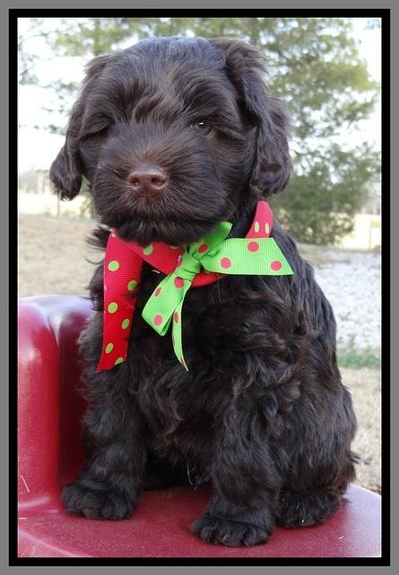 TH pups 6 wks old 241