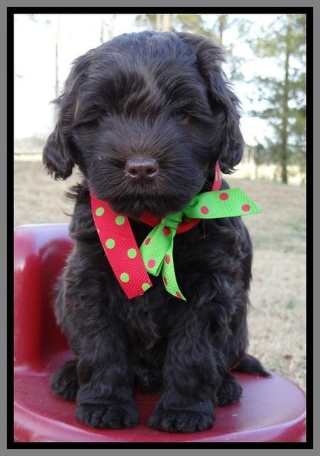 TH pups 6 wks old 251