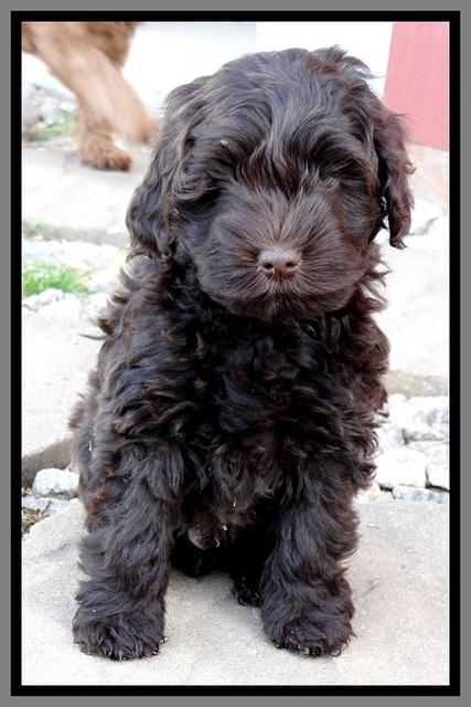 TH pups 7 weeks old 162