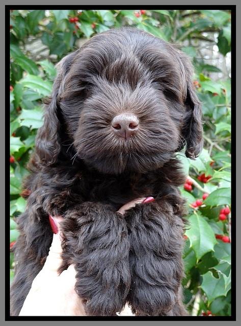 TH pups 7 weeks old 321