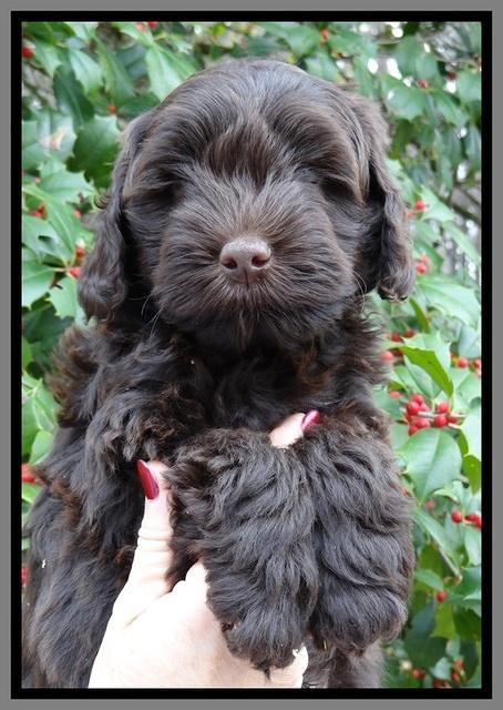 TH pups 7 weeks old 331