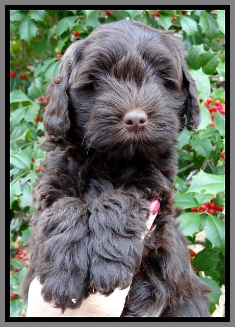 TH pups 7 weeks old 341