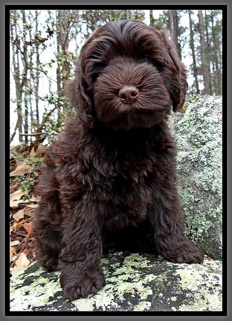 TH pups 8 wks old 61