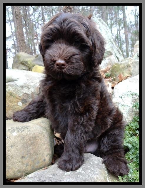 TH pups 8 wks old 91