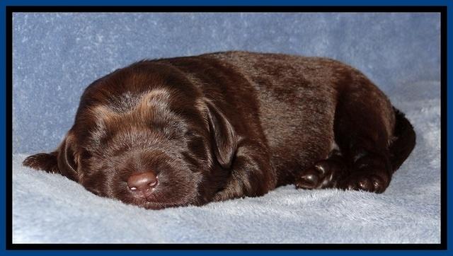 TH pups 1 wk old 62