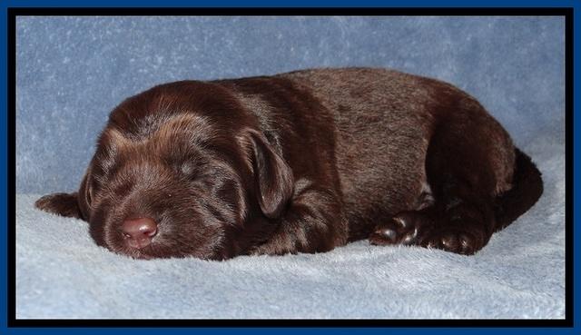TH pups 1 wk old 72