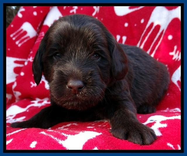 TH pups 3 wks old 71