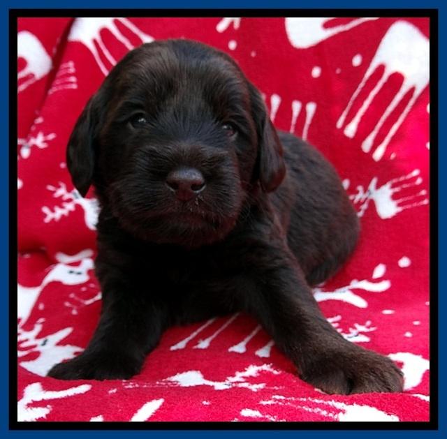 TH pups 3 wks old 81